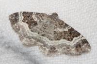 Epirrhoe alternata