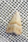 Eublemma parva