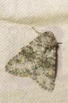 Hecatera dysodea