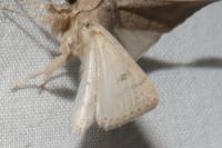 Hoplodrina ambigua
