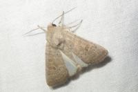 Hoplodrina ambigua