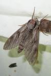 Hyloicus maurorum/pinastri