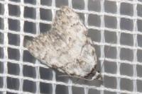 Meganola strigula