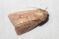 Mythimna albipuncta/ferrago