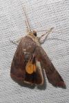 Noctua janthe