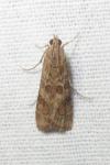 Nomophila noctuella