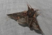 Notodonta dromedarius
