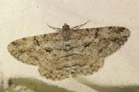 Peribatodes rhomboidaria