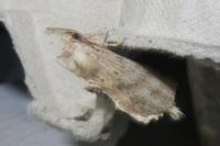 Pterostoma palpina