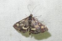 Pyrausta aurata