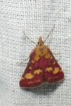 Pyrausta purpuralis