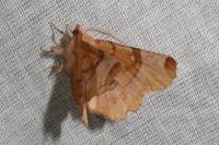 Selenia lunularia