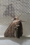 Spodoptera exigua