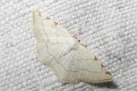 Stegania trimaculata
