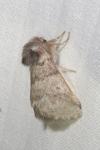 Thaumetopoea processionea