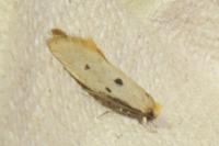 Tinea trinotella