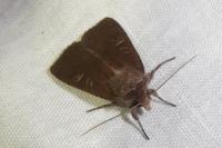 Xestia xanthographa