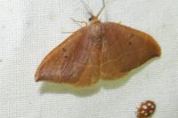 Watsonalla binaria