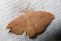 Watsonalla binaria