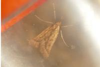 Synaphe punctalis