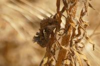 Autographa gamma