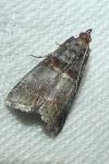 Acrobasis advenella
