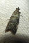 Acrobasis consociella
