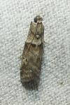 Acrobasis consociella
