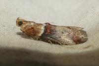 Acrobasis tumidana