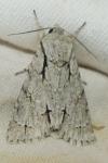 Acronicta psi/tridens
