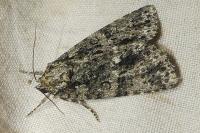 Acronicta rumicis