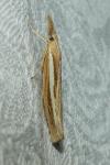 Agriphila tristella