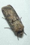 Agrotis segetum