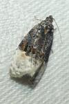 Apotomis betuletana