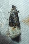 Apotomis betuletana