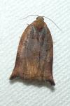 Archips podana