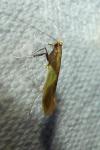 Caloptilia alchimiella/robustella