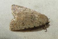 Caradrina clavipalpis