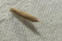 Coleophora