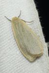 Collita griseola
