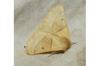 Crocallis elinguaria
