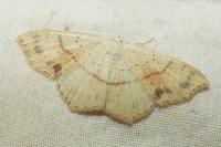 Cyclophora punctaria