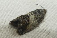 Cydia splendana