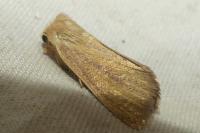 Denticucullus pygmina