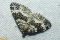 Epirrhoe alternata