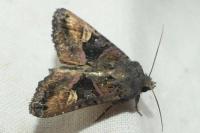 Euplexia lucipara