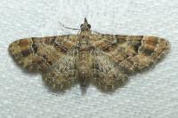 Gymnoscelis rufifasciata