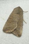Hoplodrina ambigua