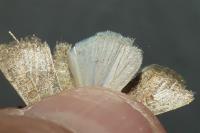 Hoplodrina ambigua