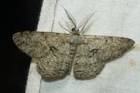 Hypomecis roboraria